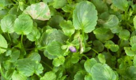Established infection of downy mildew on pansy